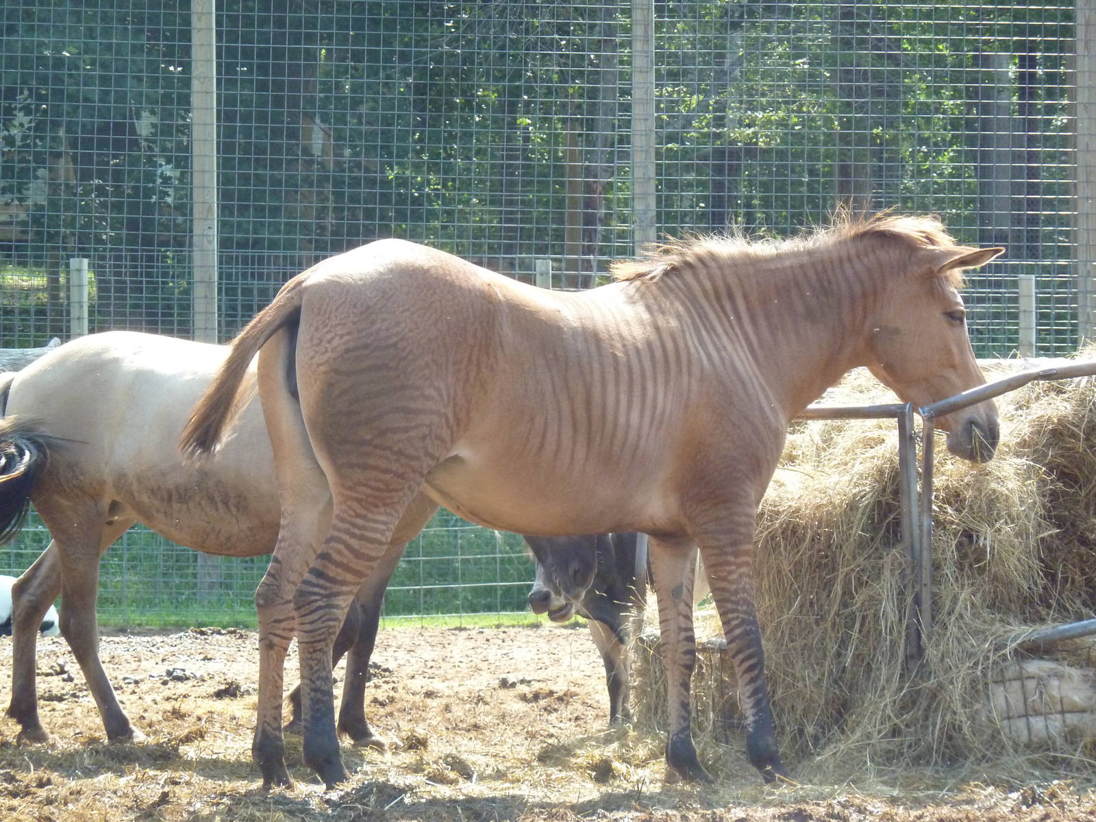 Half Horse-Half Zebra?