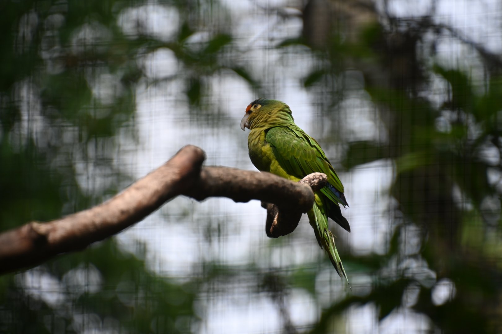 Half-moon conure (Eupsittula canicularis)