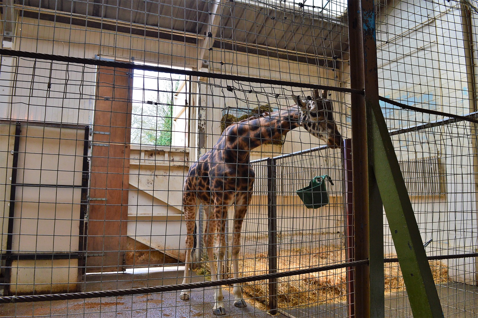 Half of giraffe house interior