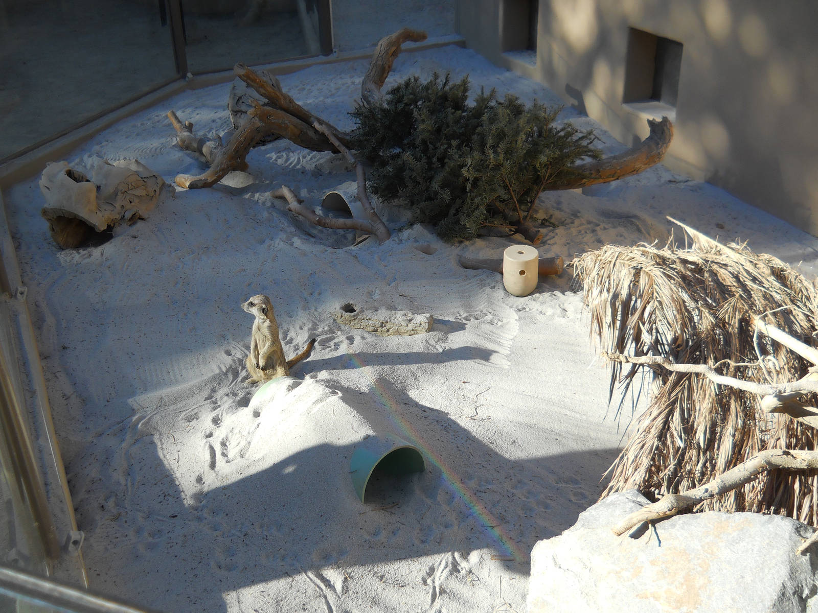 Half of new meerkat exhibit