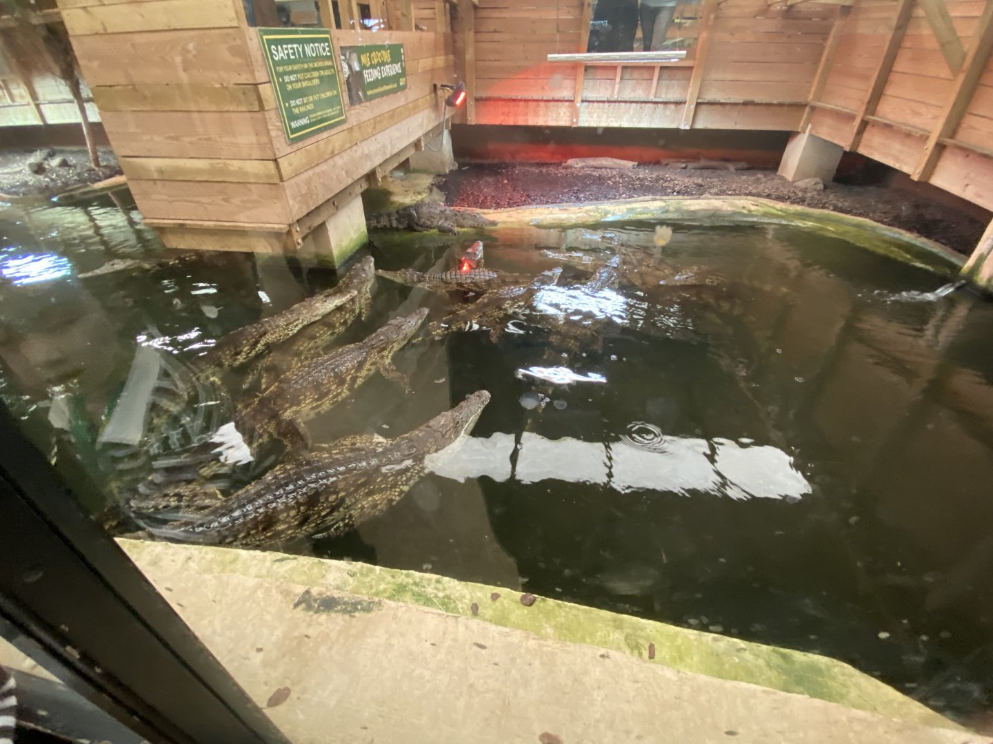 Half of Nile crocodile enclosure