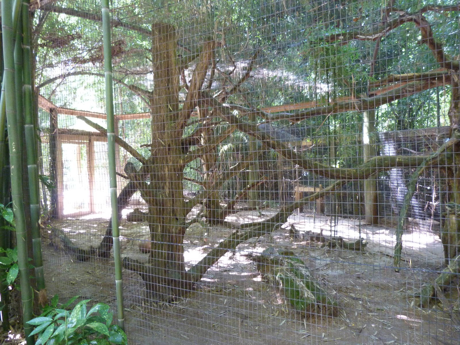 Half of Ocelot Exhibit - 9/7/13