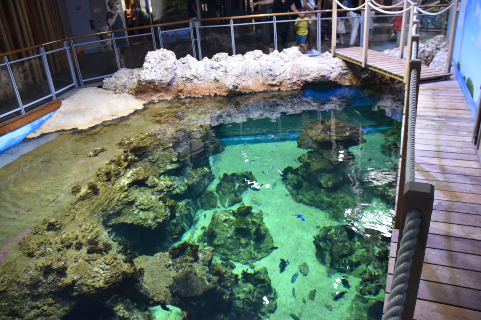 Half of reef tank from above (deeper area)