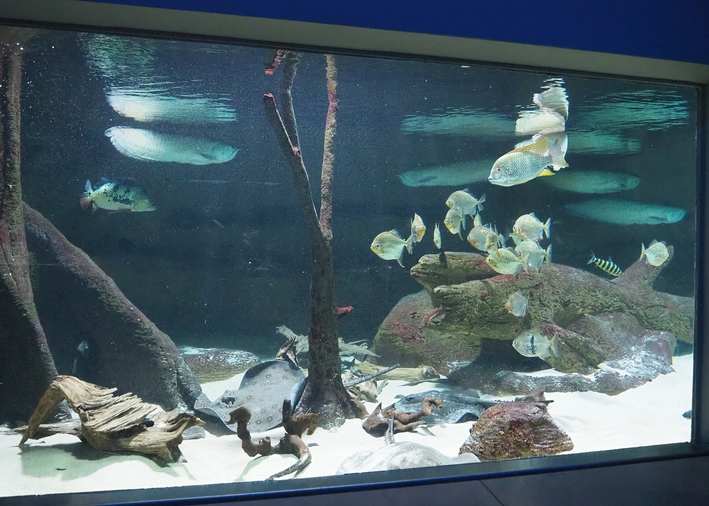 Half of South American tank with Ocellate river stingray, Peacock bass, Silver arowana and Serrasalmids, 2022-10-29