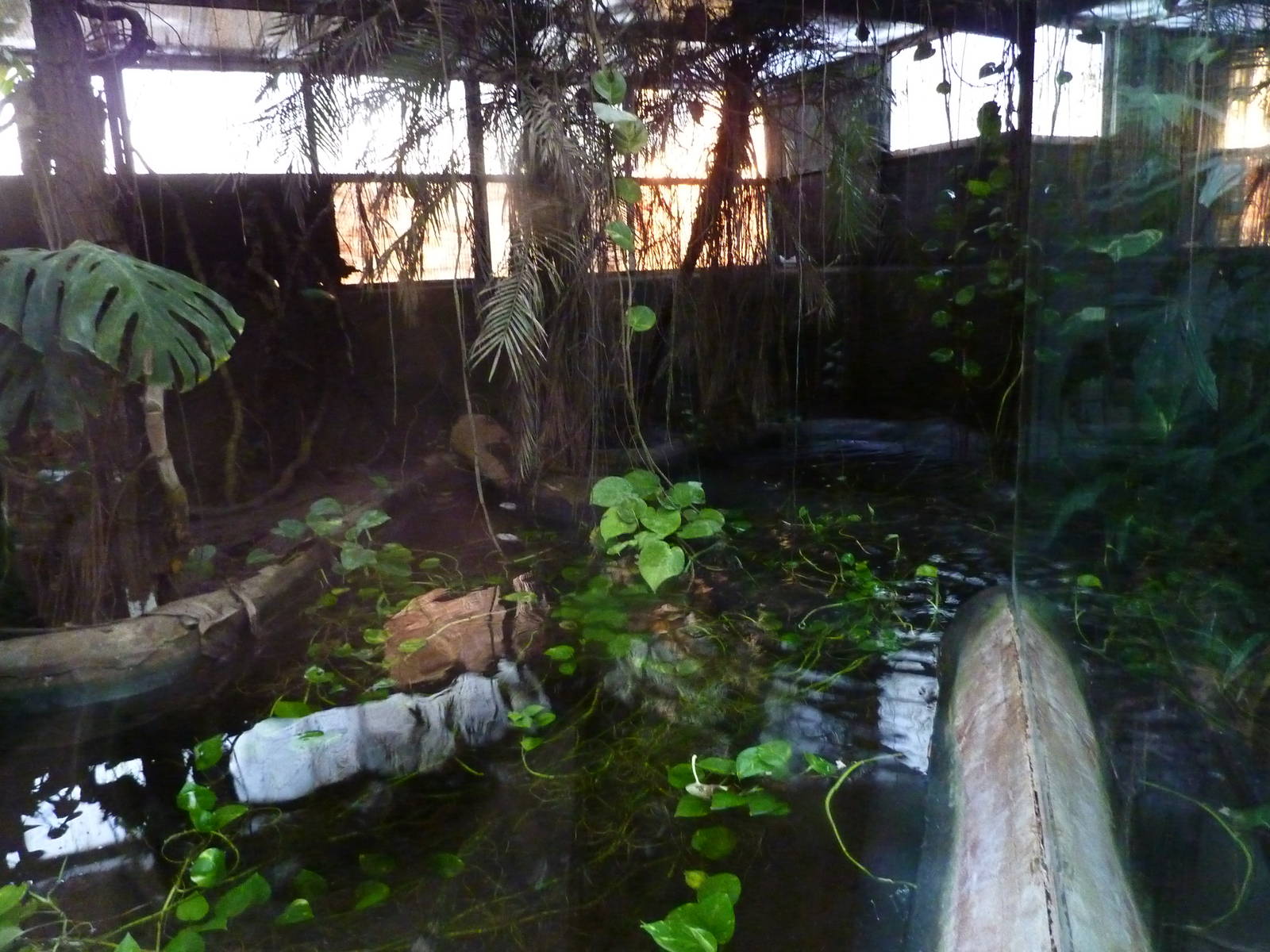 Half of spectacled caiman enclosure