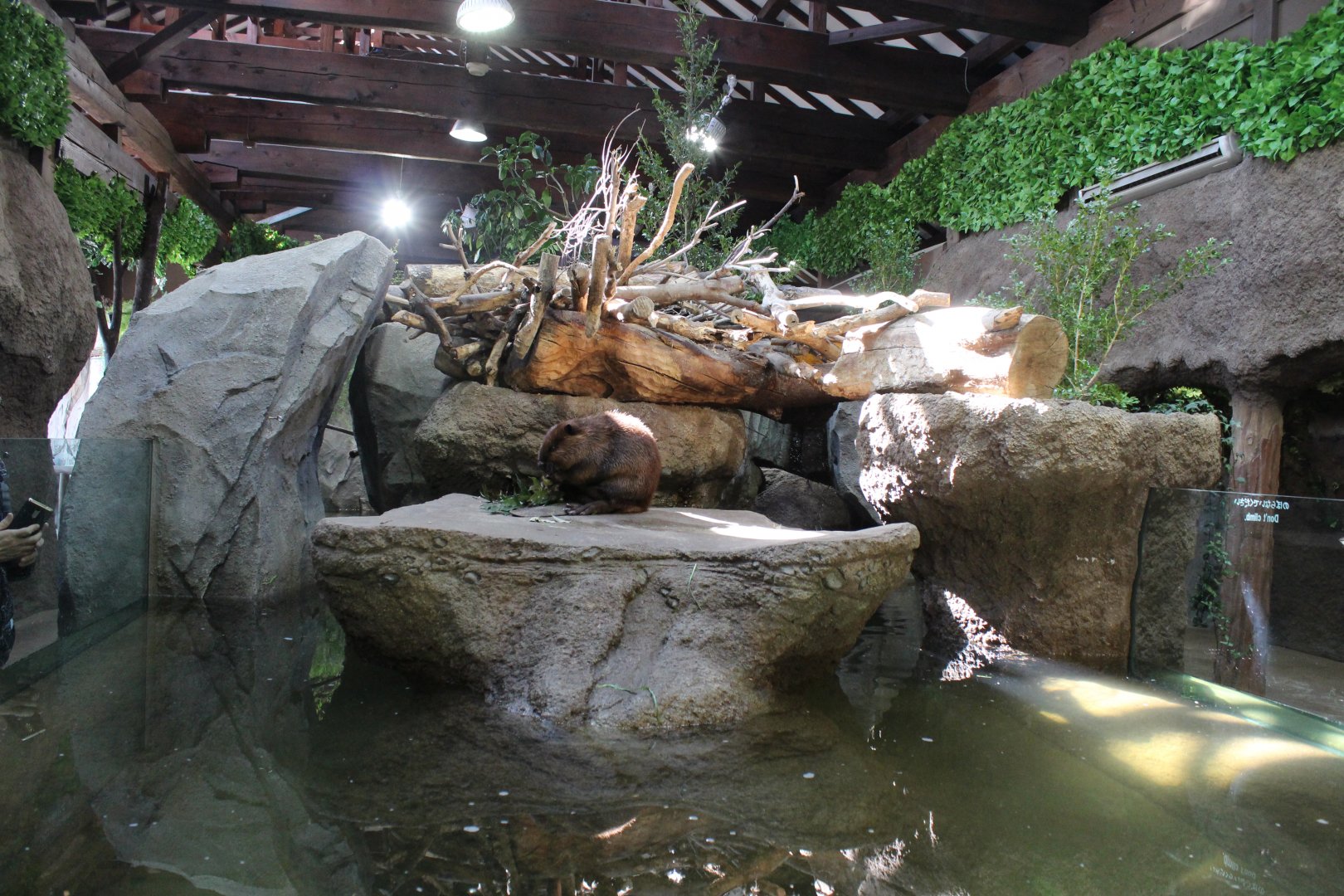 Half of the beaver exhibit