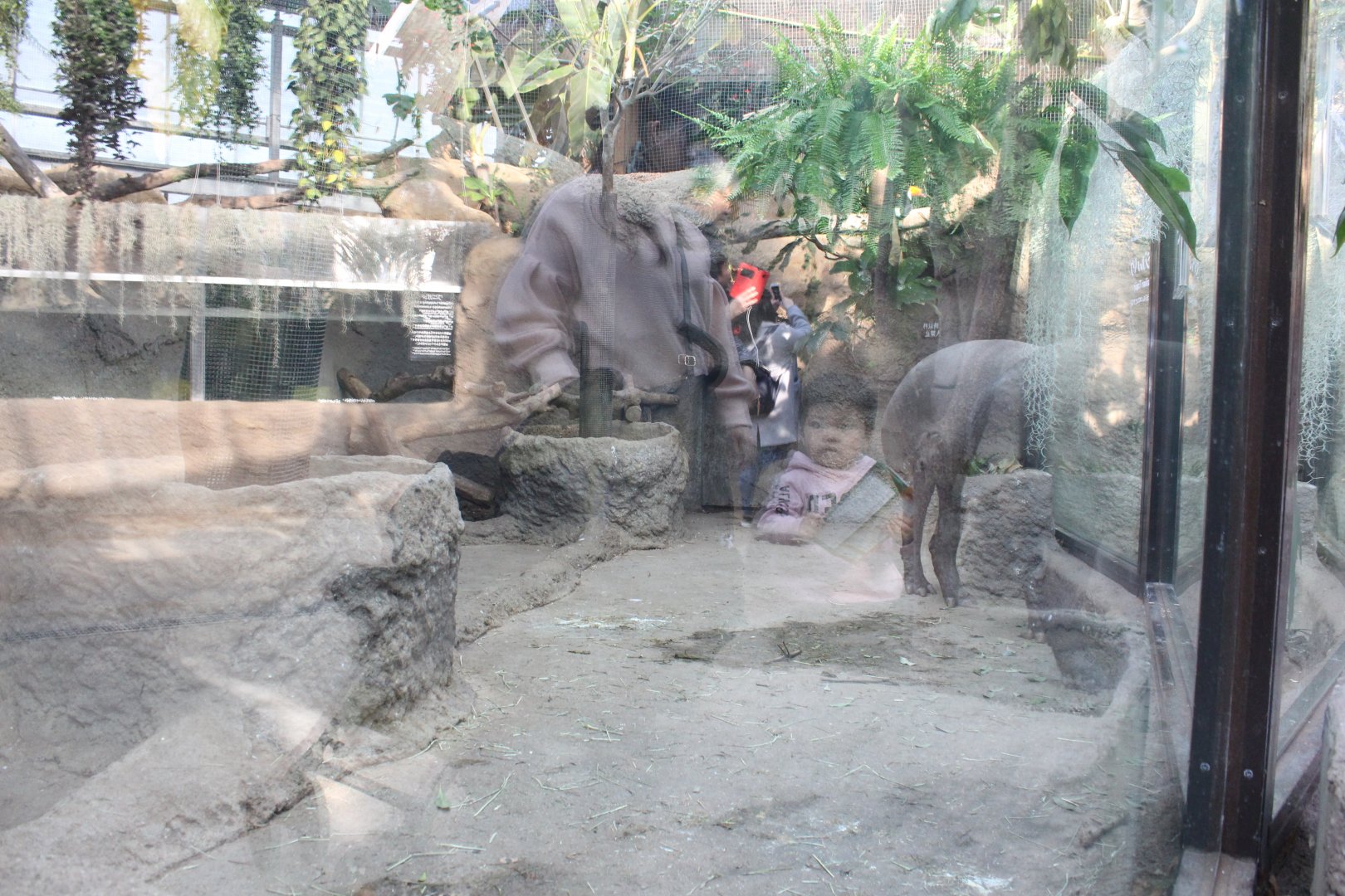 Half of the brazilian tapir exhibit