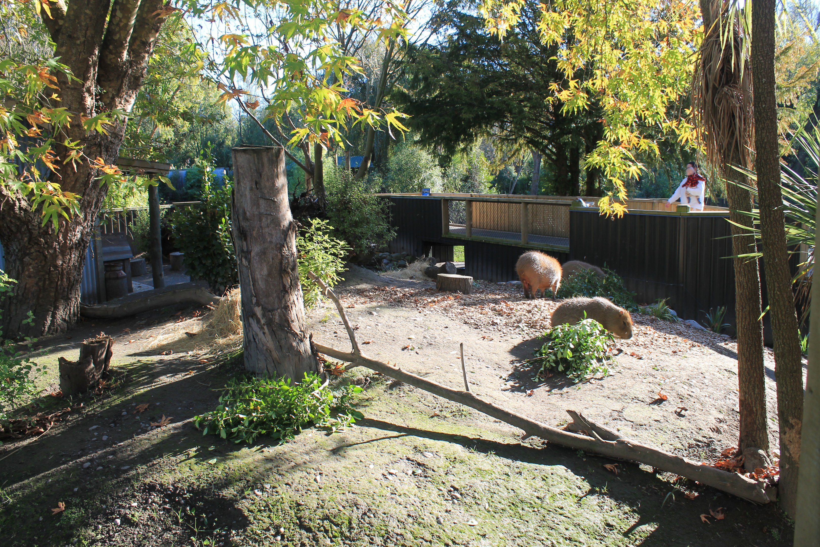 Half of the Capybara enclosure