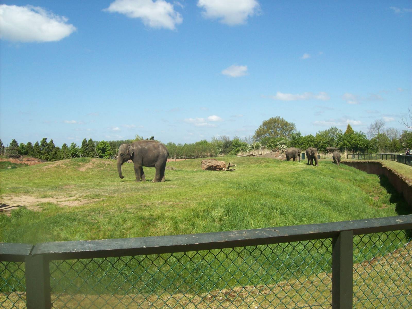 half of the Elephant enclosure