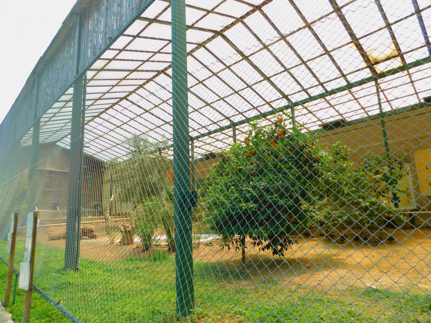 Half of the ibis aviary