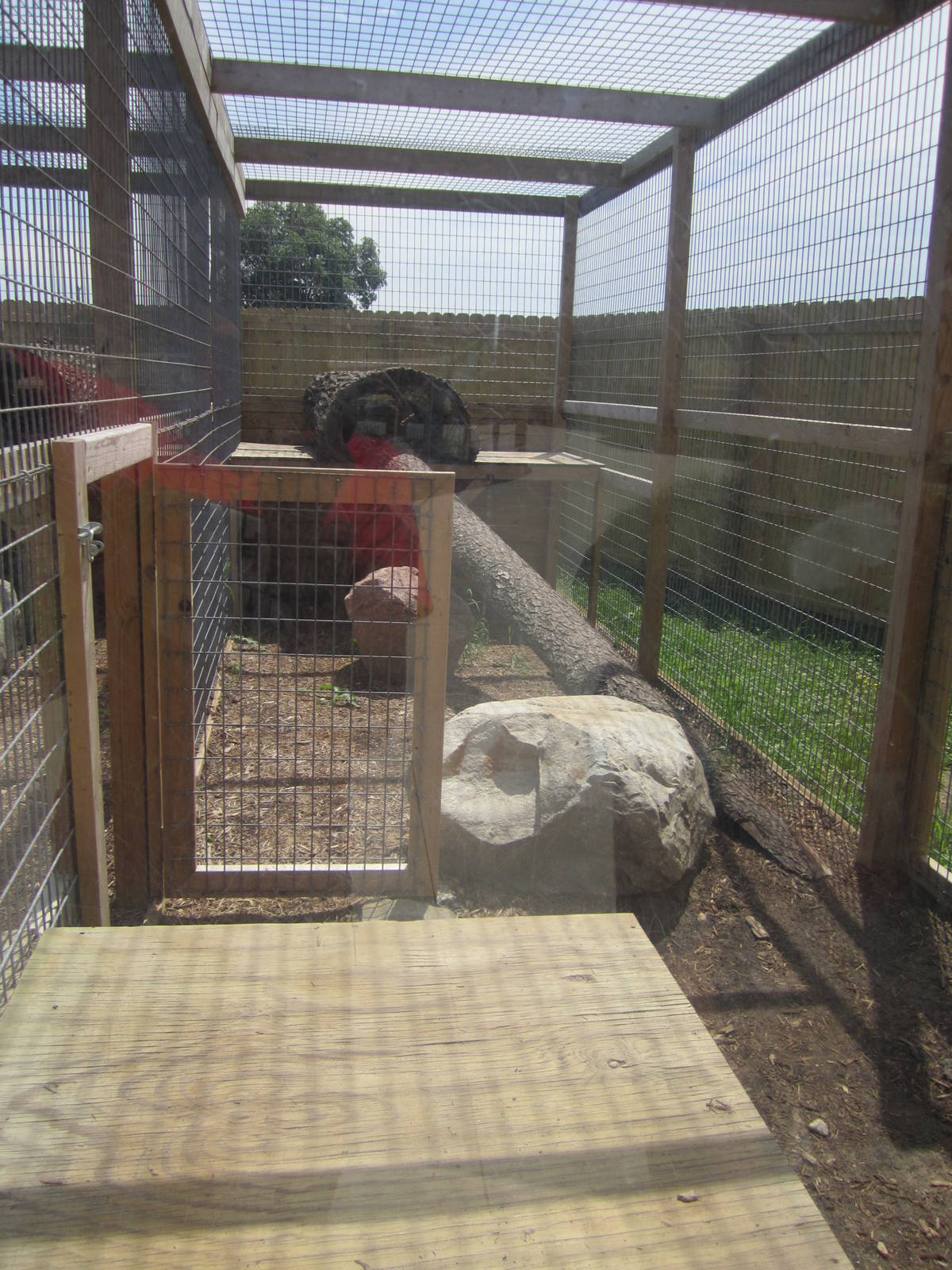 Half of the Palawan Binturoung Exhibit