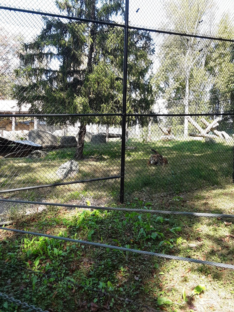 Half of the Tiger exhibit at the Greensboro Science Center