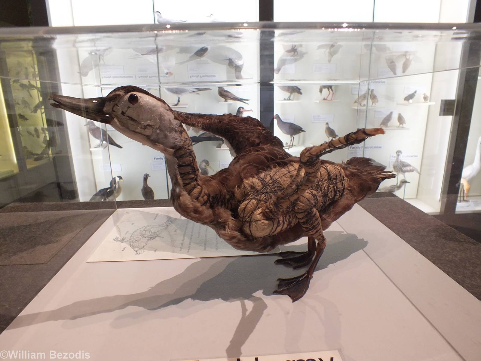Half Taxidermied Duck - Queensland Museum