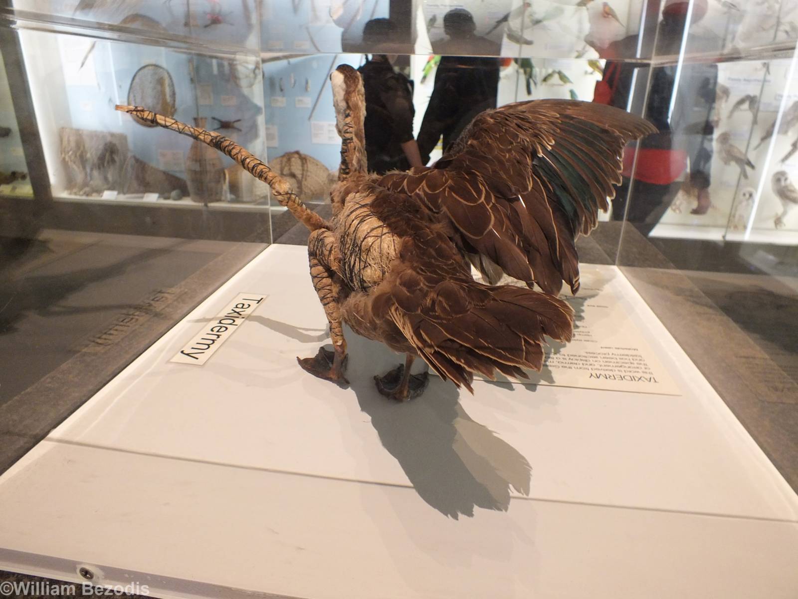 Half Taxidermied Duck - Queensland Museum