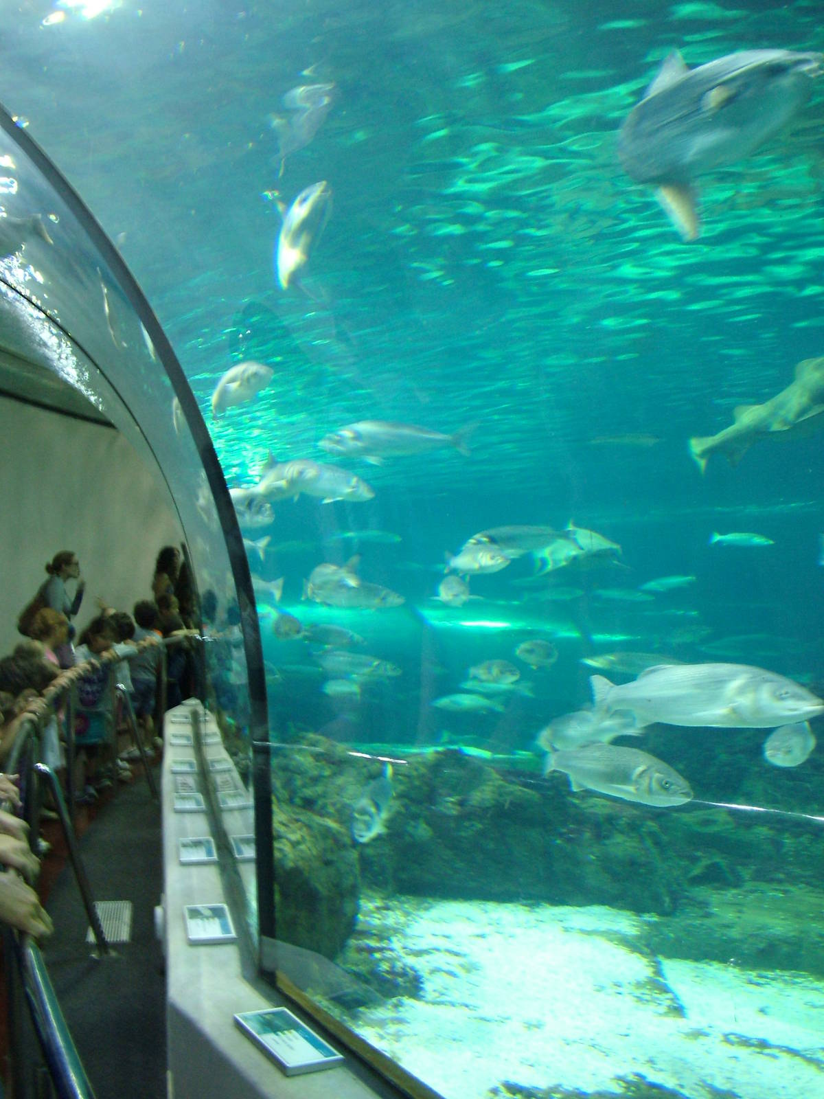 Half-tunnel at Barcelona Aquarium, 31/05/11