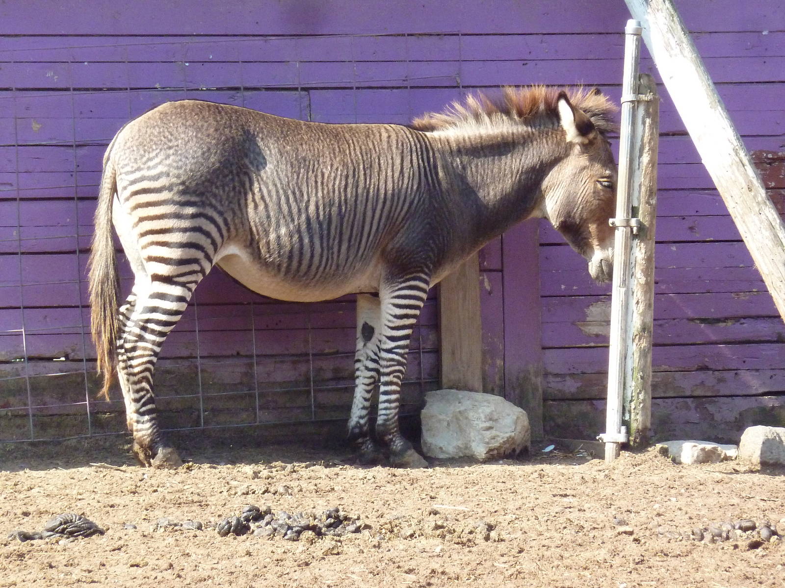 Half Zebra-Half Horse?