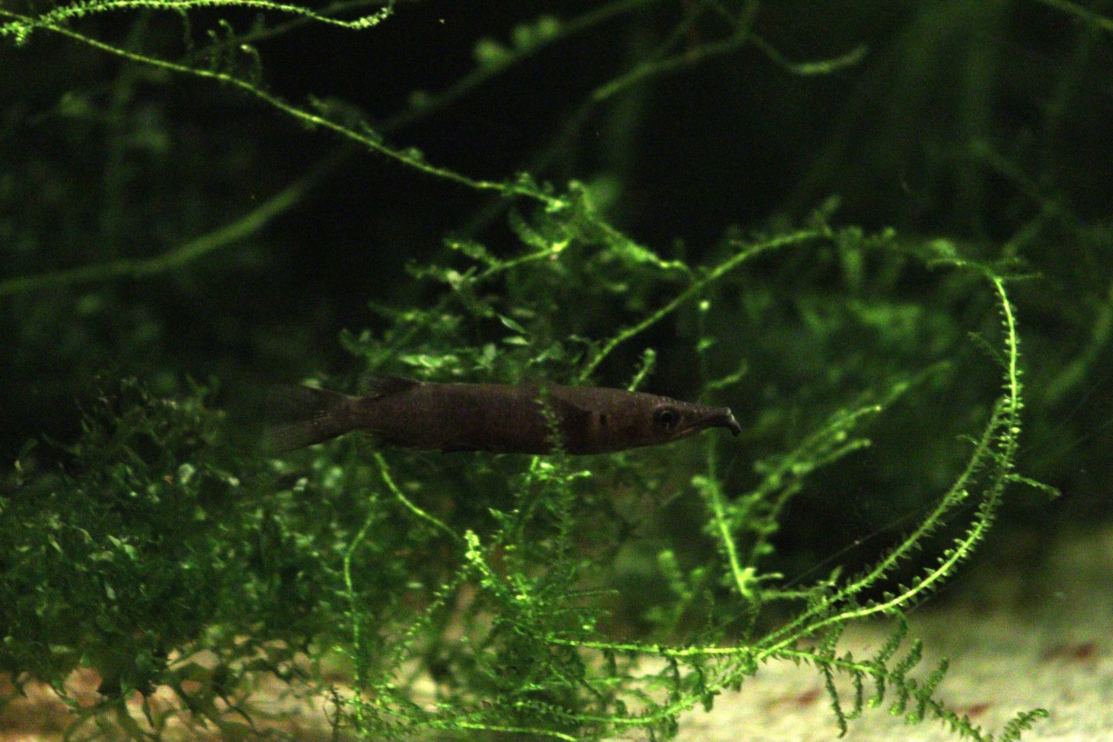 Halfbeak ID - Bolton Museum