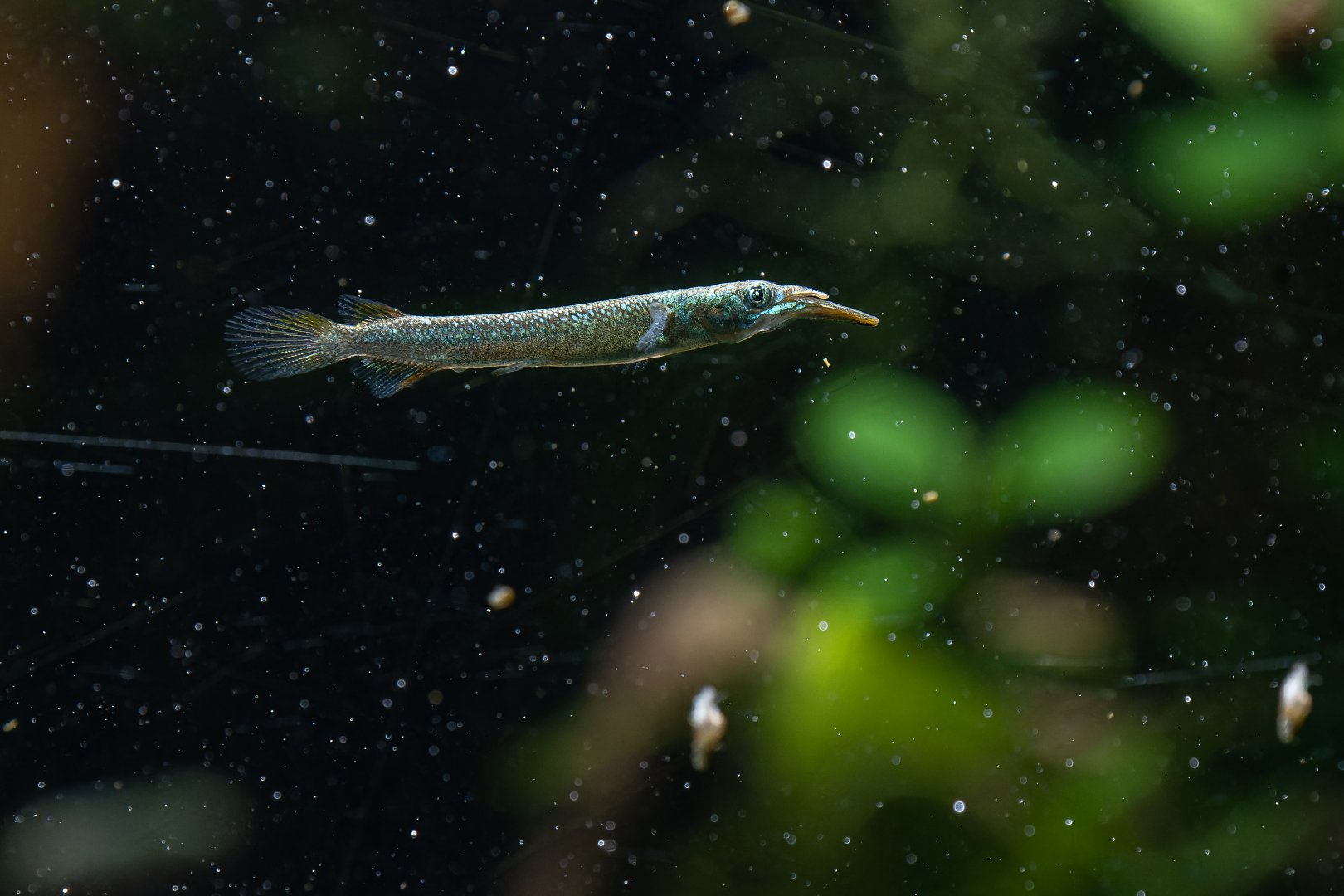 Halfbeak ID - Zoo Köln