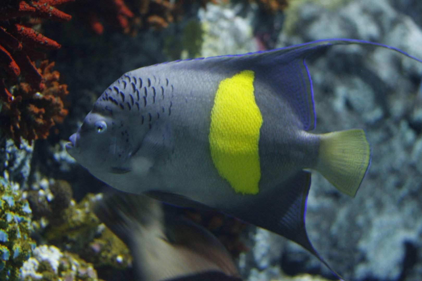 Halfmoon angelfish (Pomacanthus maculosus)