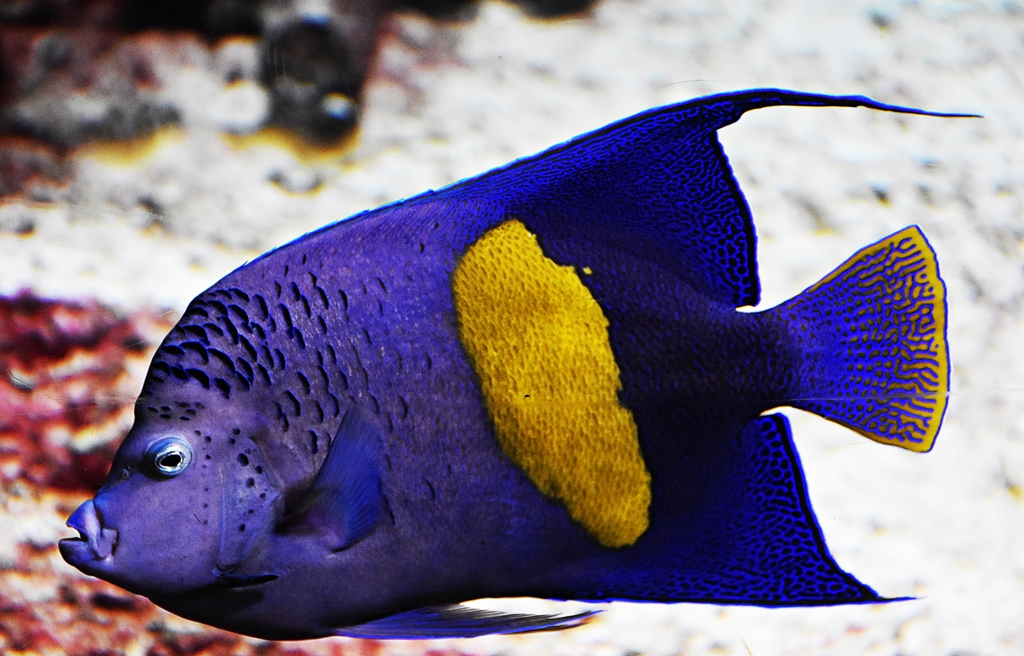 Halfmoon angelfish