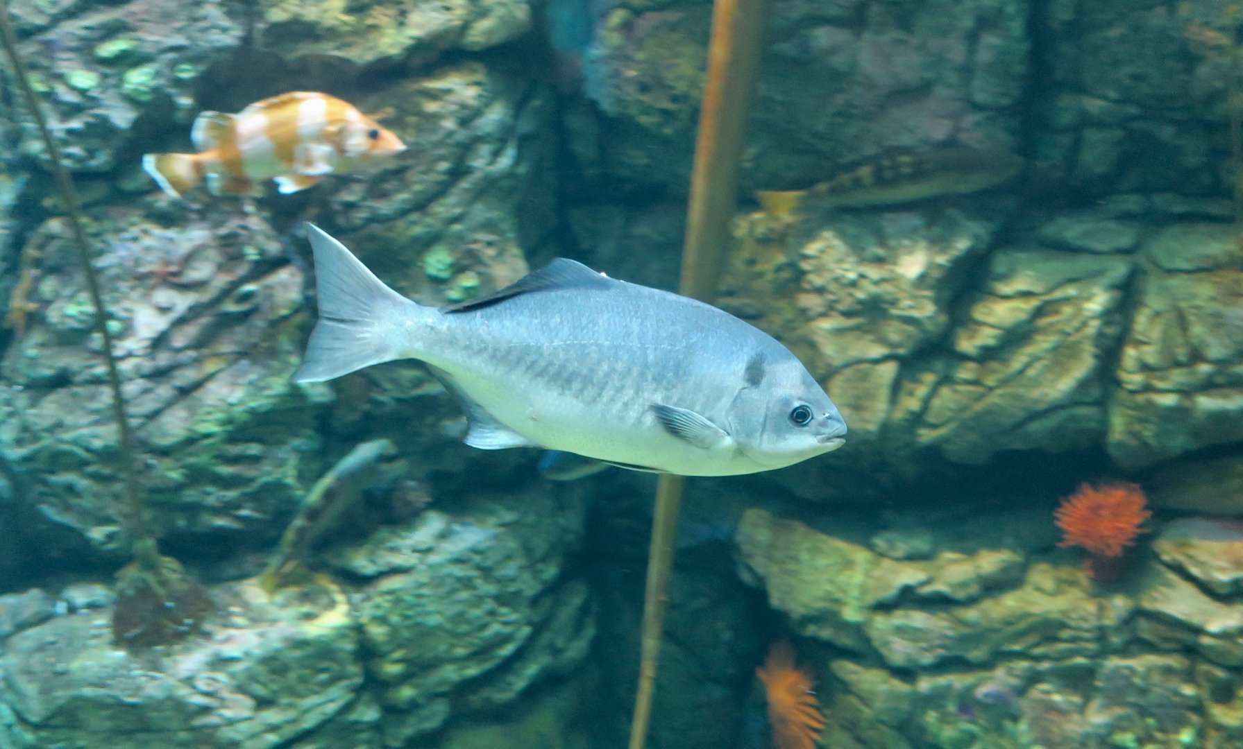 Halfmoon (Medialuna californiensis)