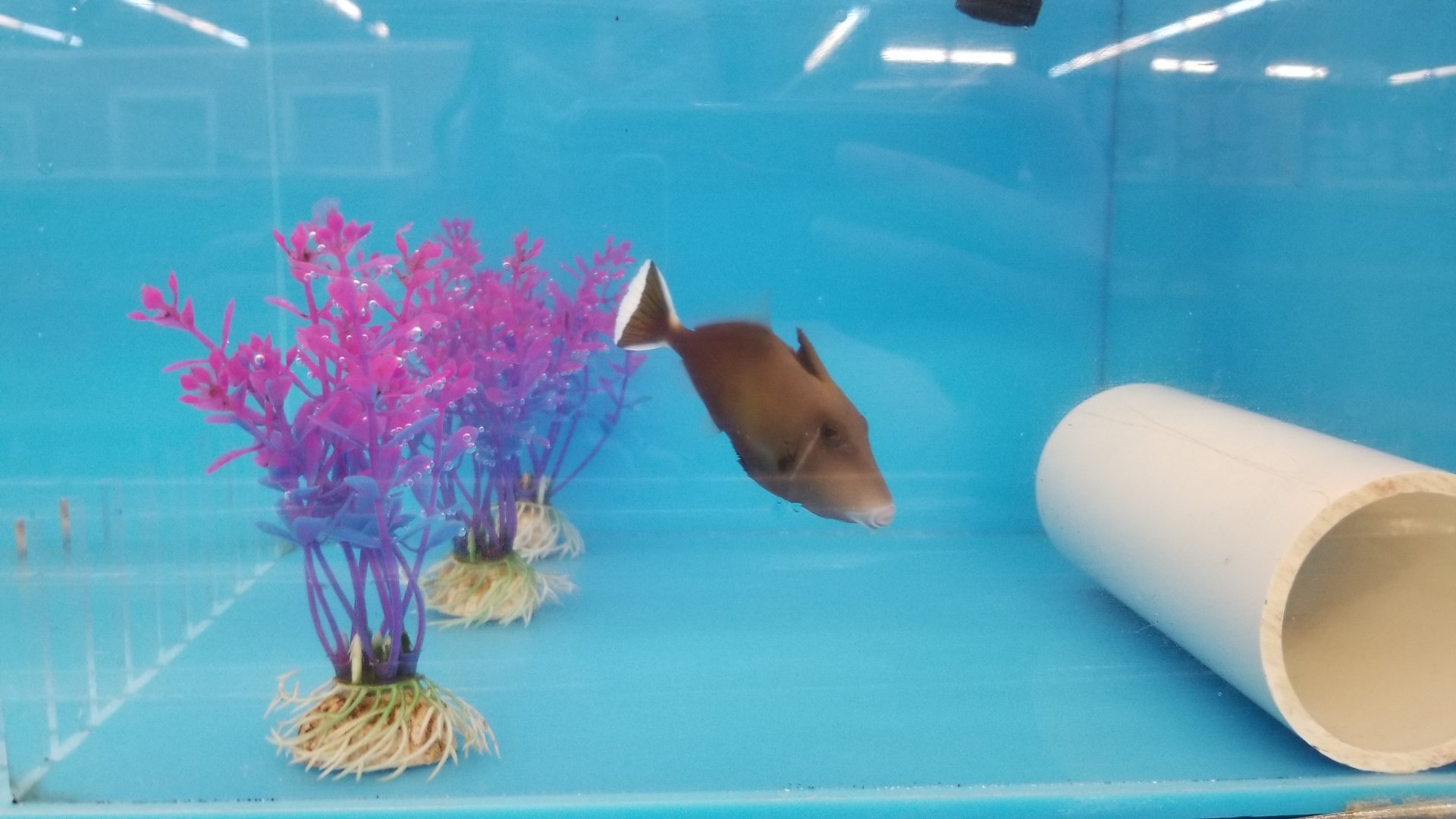 Halfmoon trigger, Sufflamen chrysopterum