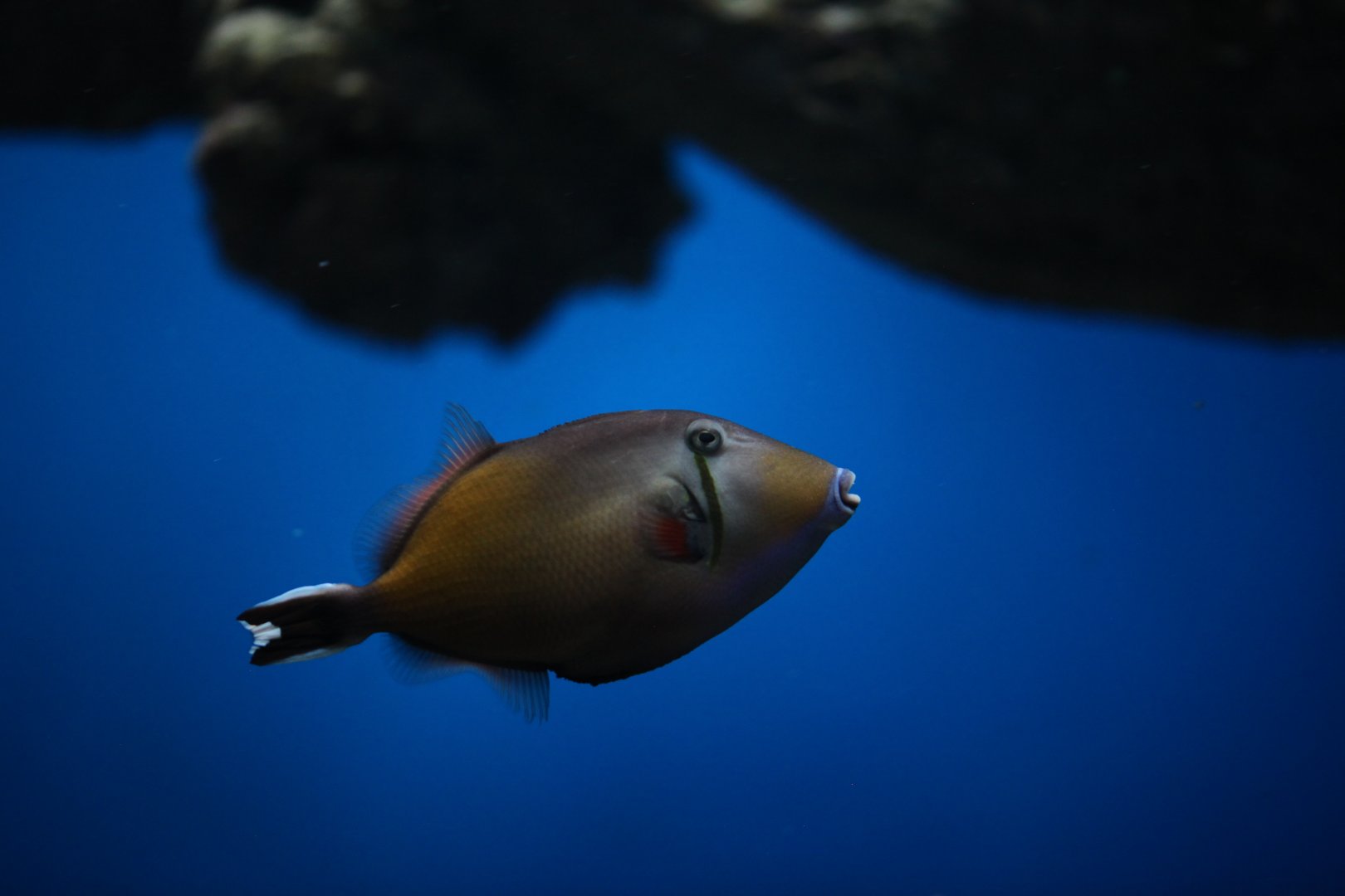 Halfmoon triggerfish (Sufflamen chrysopterum)