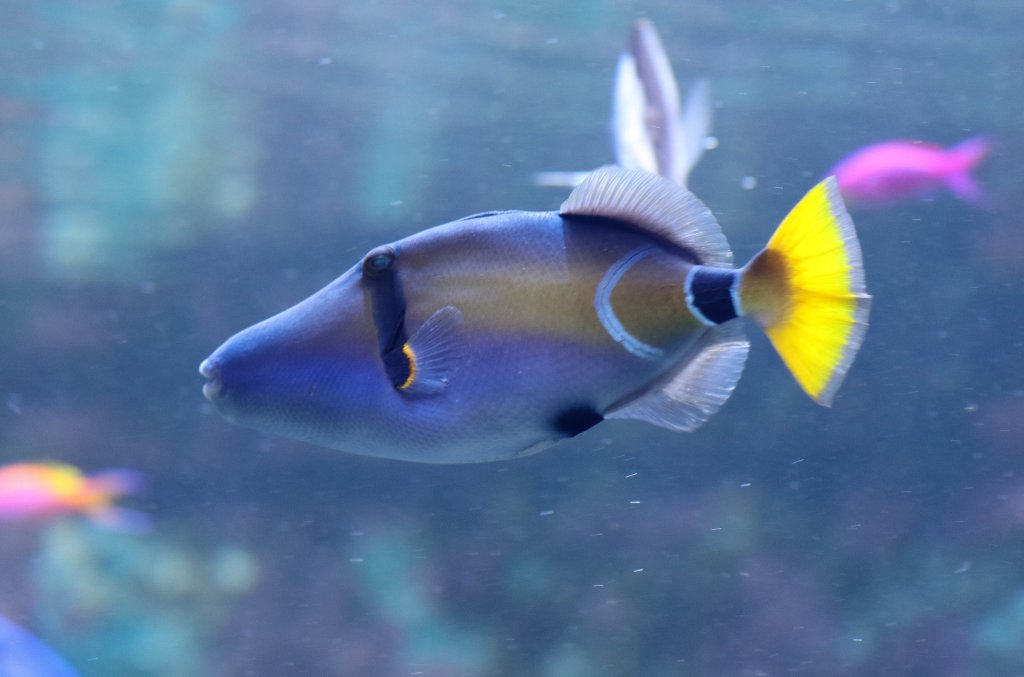 Halfmoon triggerfish
