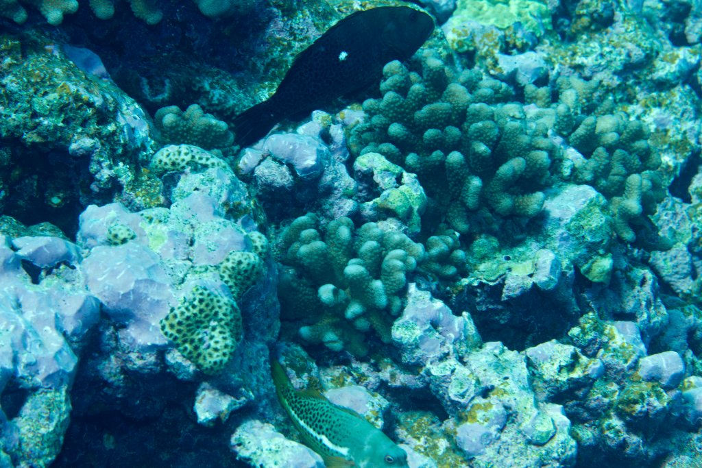Halfspotted Hawkfish, both Dark and Normal phases