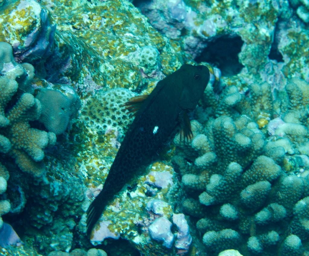 Halfspotted Hawkfish dark phase (Paracirrhites hemistictus)