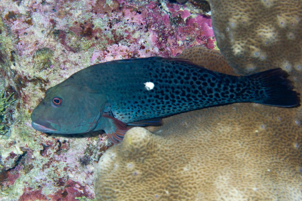 Halfspotted  Hawkfish (Paracirrhites hemistictus)