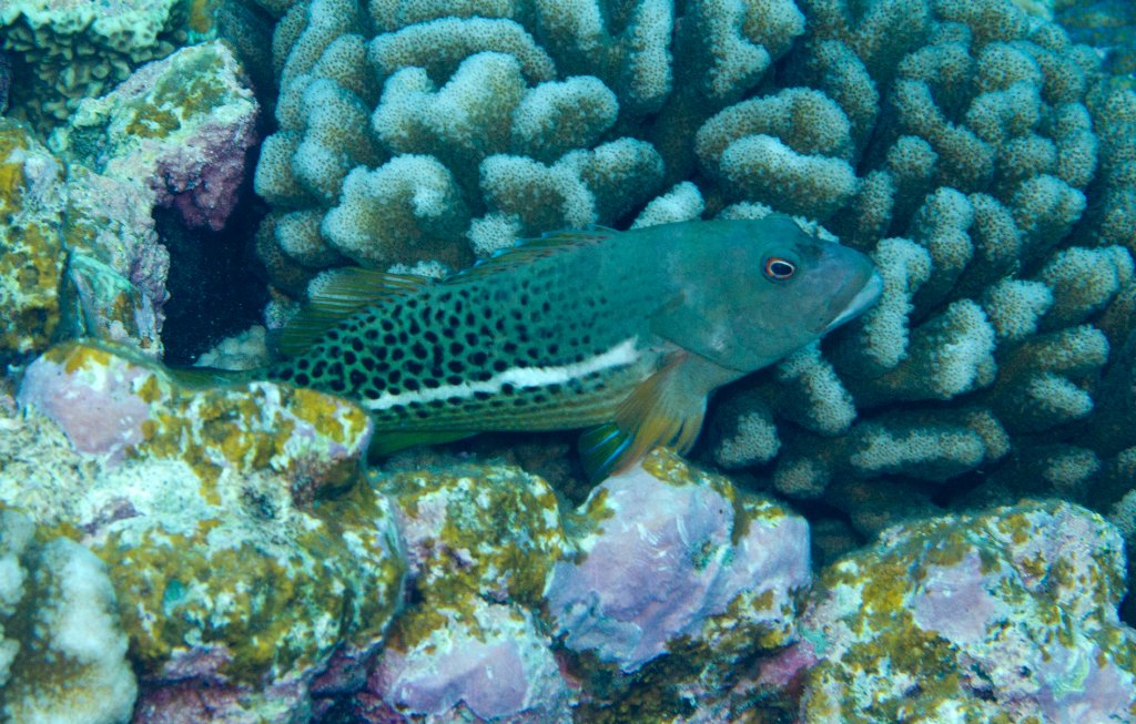 Halfspotted Hawkfish (Paracirrhites hemistictus)