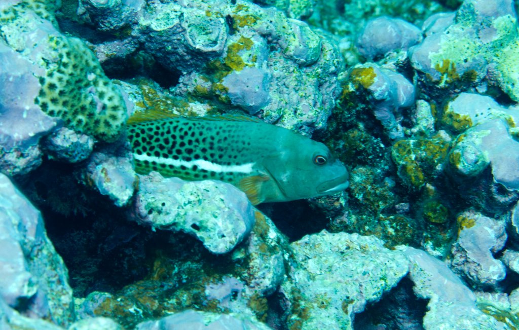 Halfspotted Hawkfish (Paracirrhites hemistictus)