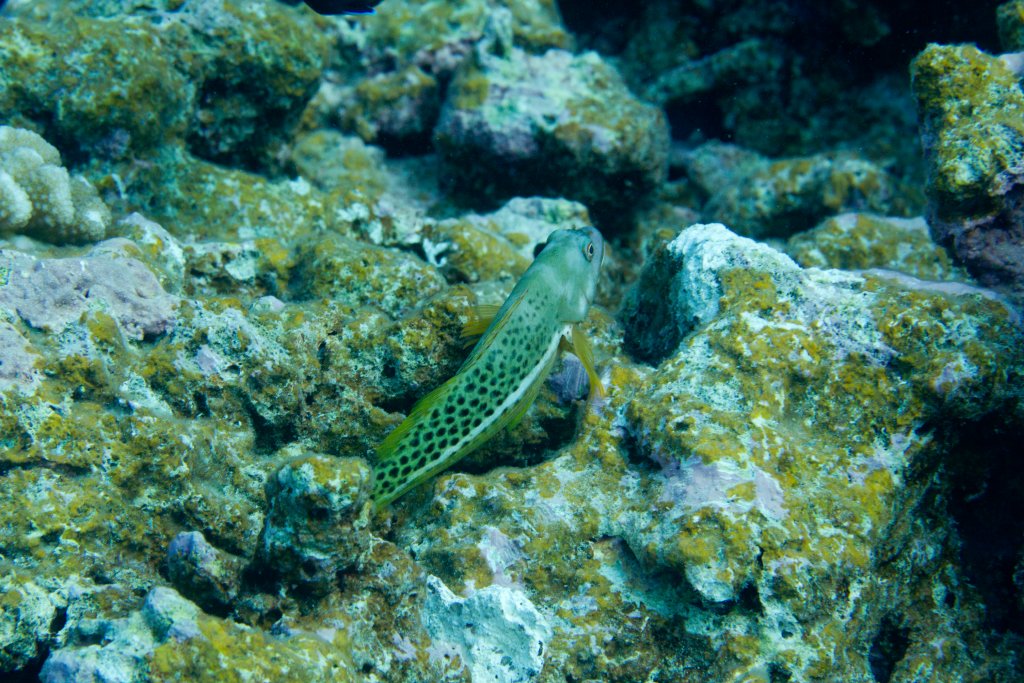 Halfspotted Hawkfish (Paracirrhites hemistictus)