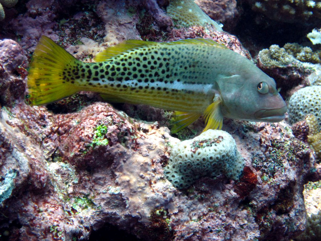 Halfspotted Hawkfish