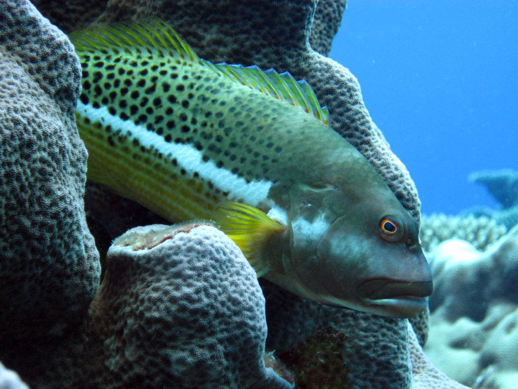 Halfspotted Hawkfish