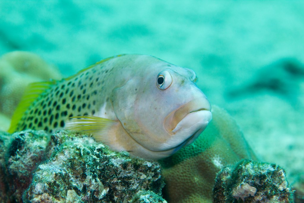 Halfspotted Hawkfish