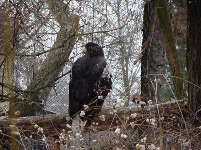 Haliaeetus albicilla