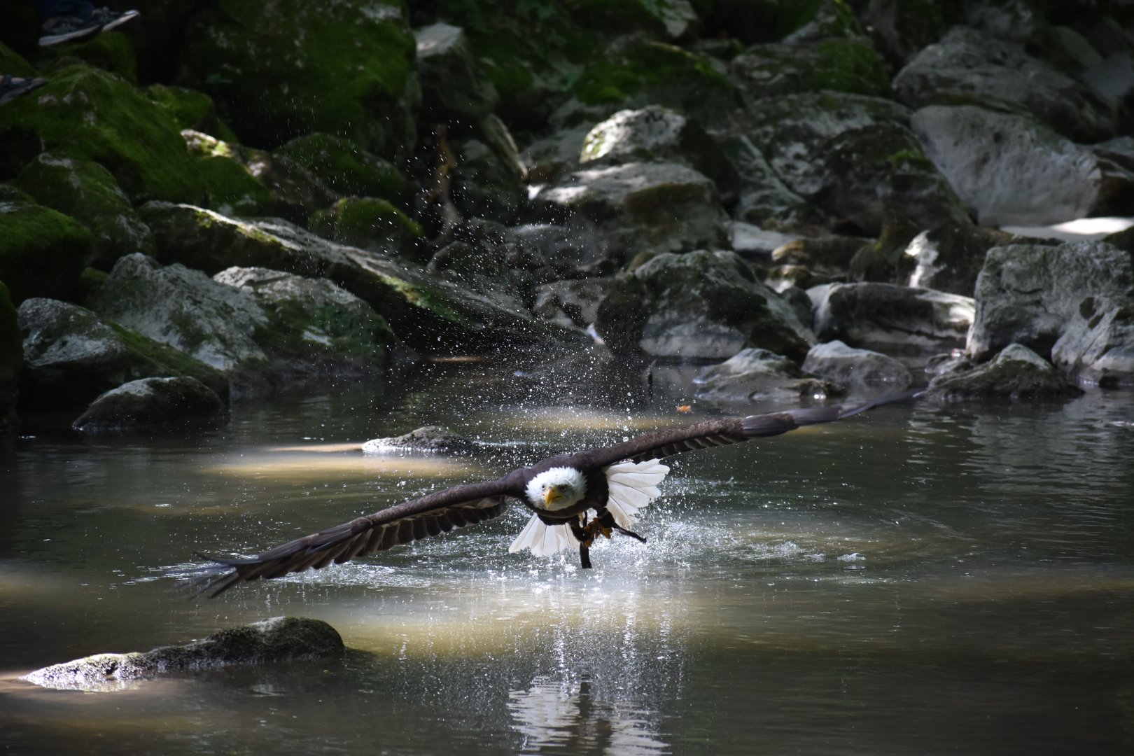 Haliaeetus leucocephalus - Bald Eagle