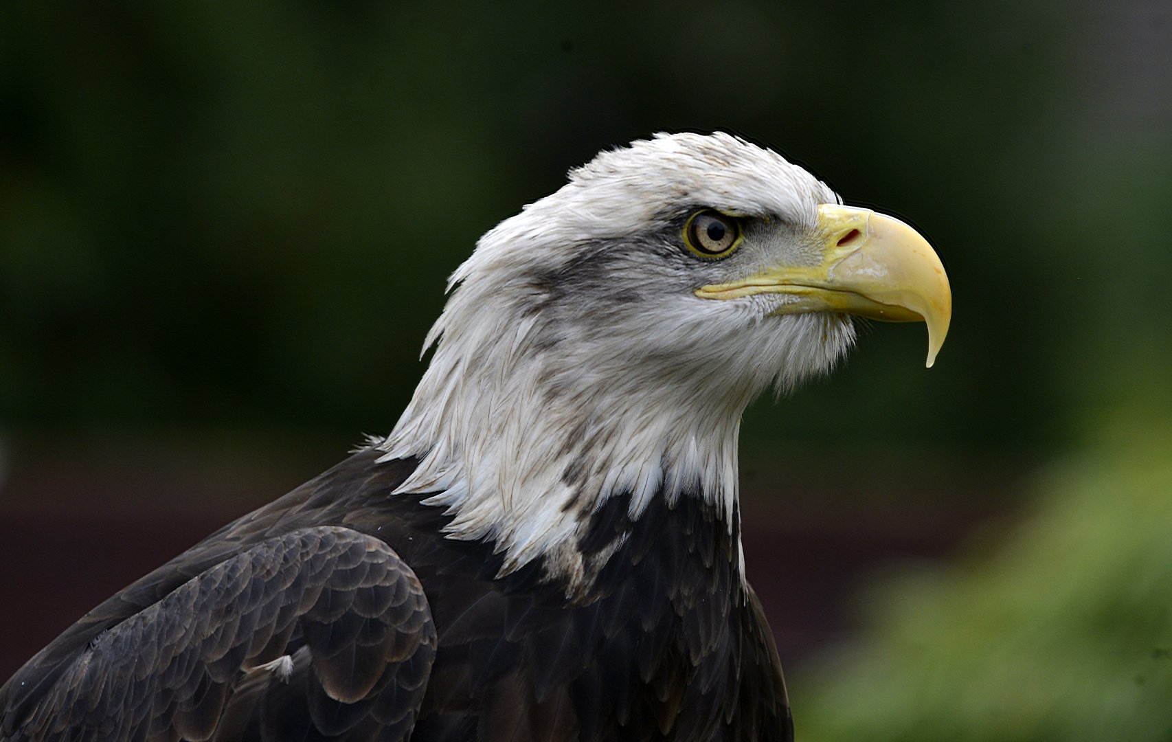 Haliaeetus leucocephalus