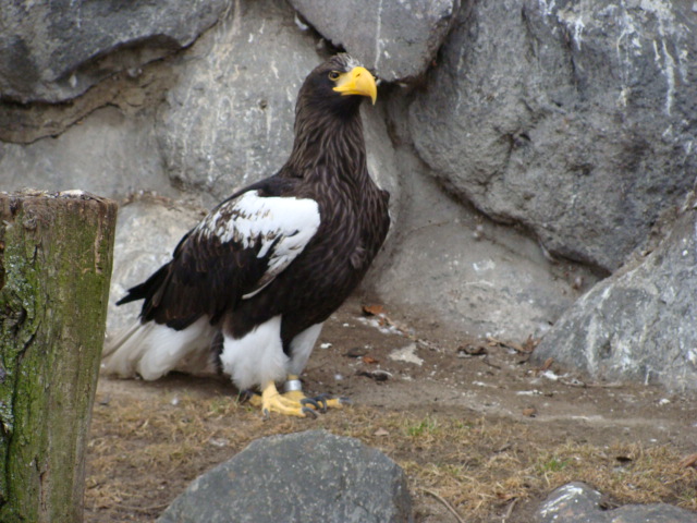 Haliaeetus pelagicus