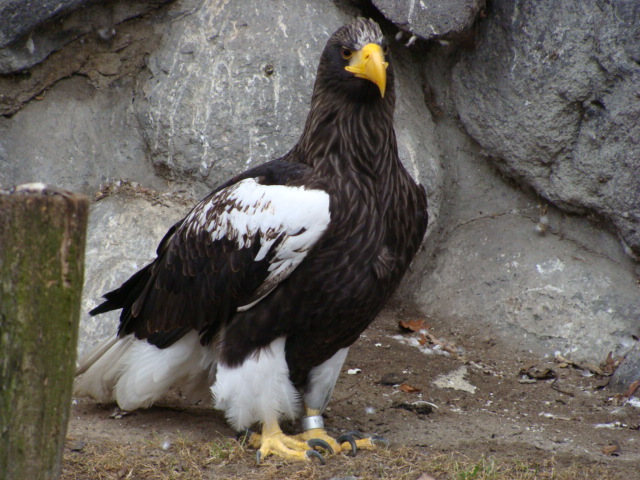 Haliaeetus pelagicus
