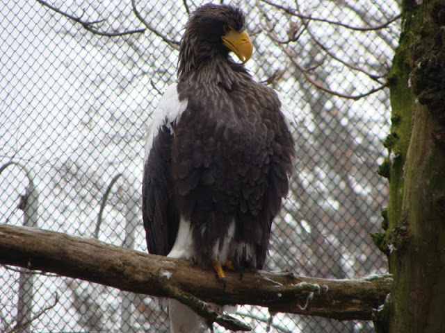 Haliaeetus pelagicus