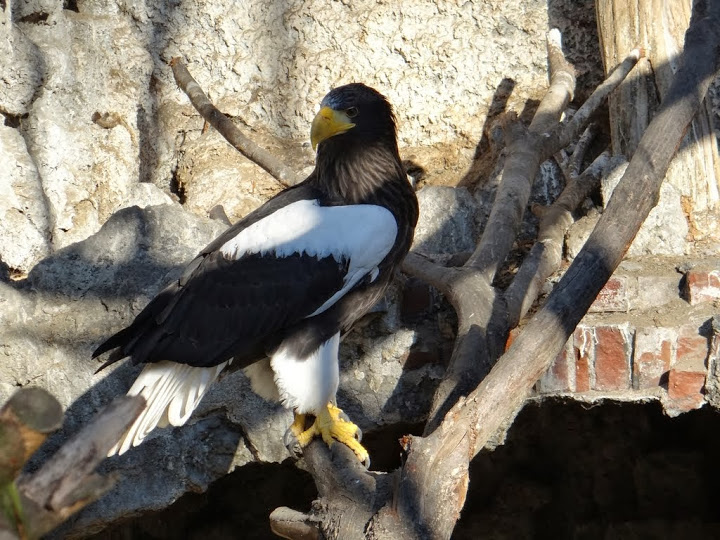Haliaeetus pelagicus