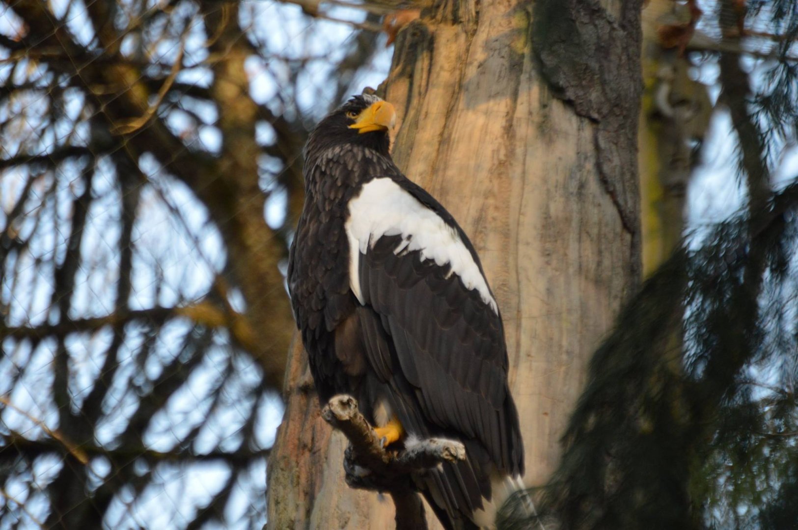 Haliaeetus pelagicus