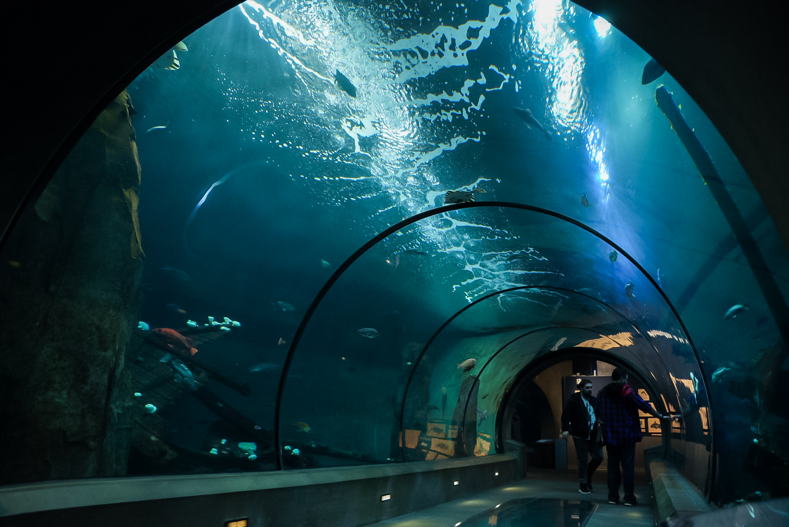 "Halibut Flats" (Passages of the Deep)