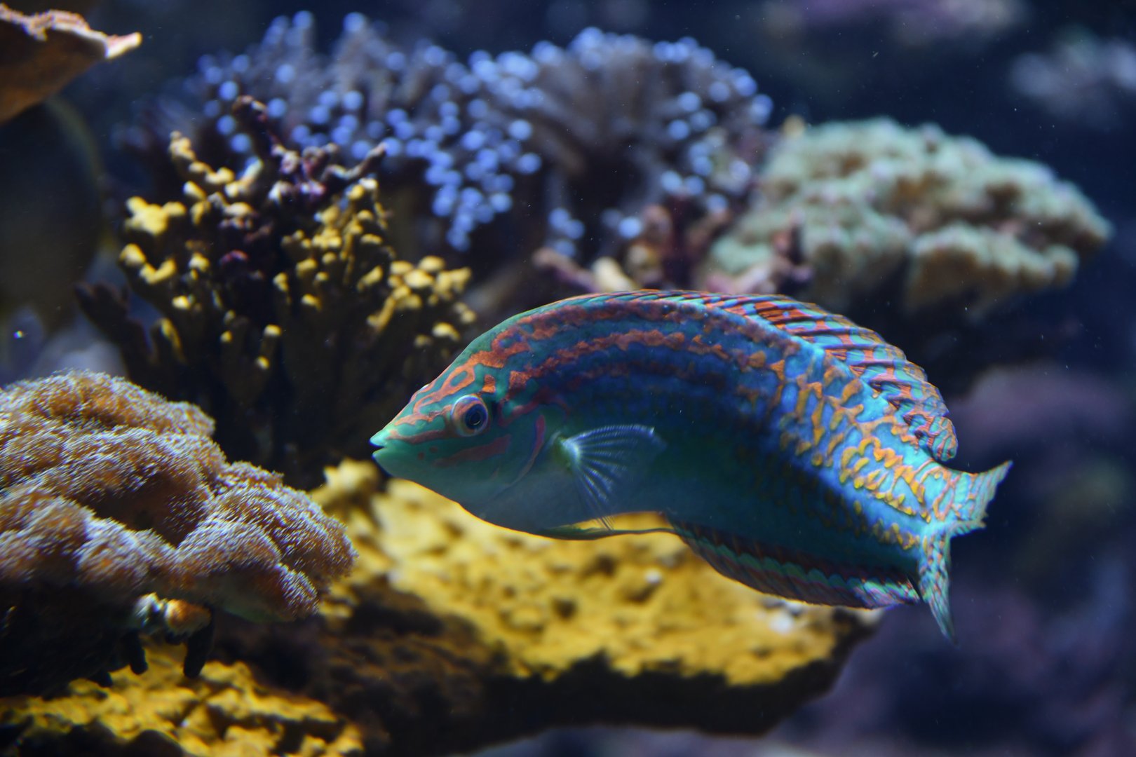 Halichoeres cosmetus