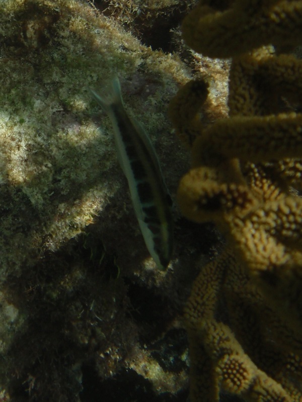 Halichoeres melanotis