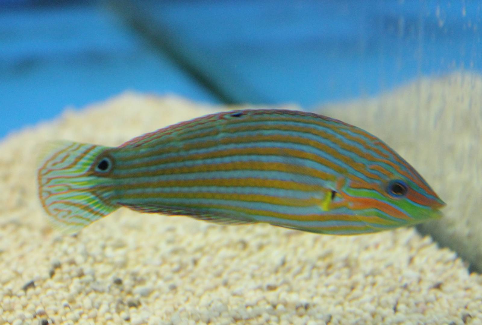 Halichoeres melanurus