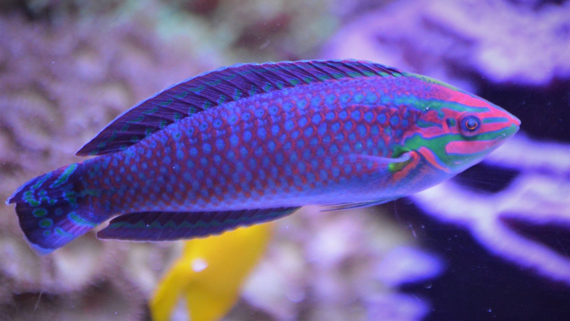 Halichoeres ornatissimus